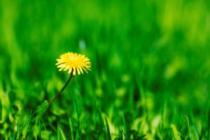 single dandelion in a lawn