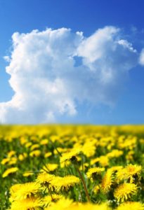 Field of Dandelions representing all of the dandelion dreamers our there